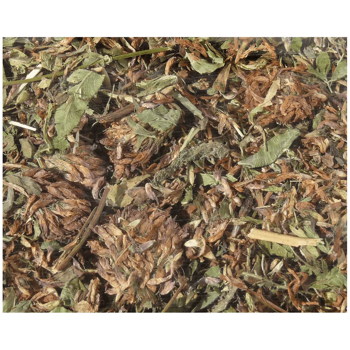 Bounty Paradise NT Rode Klaverbloemen 120 gram gedroogd