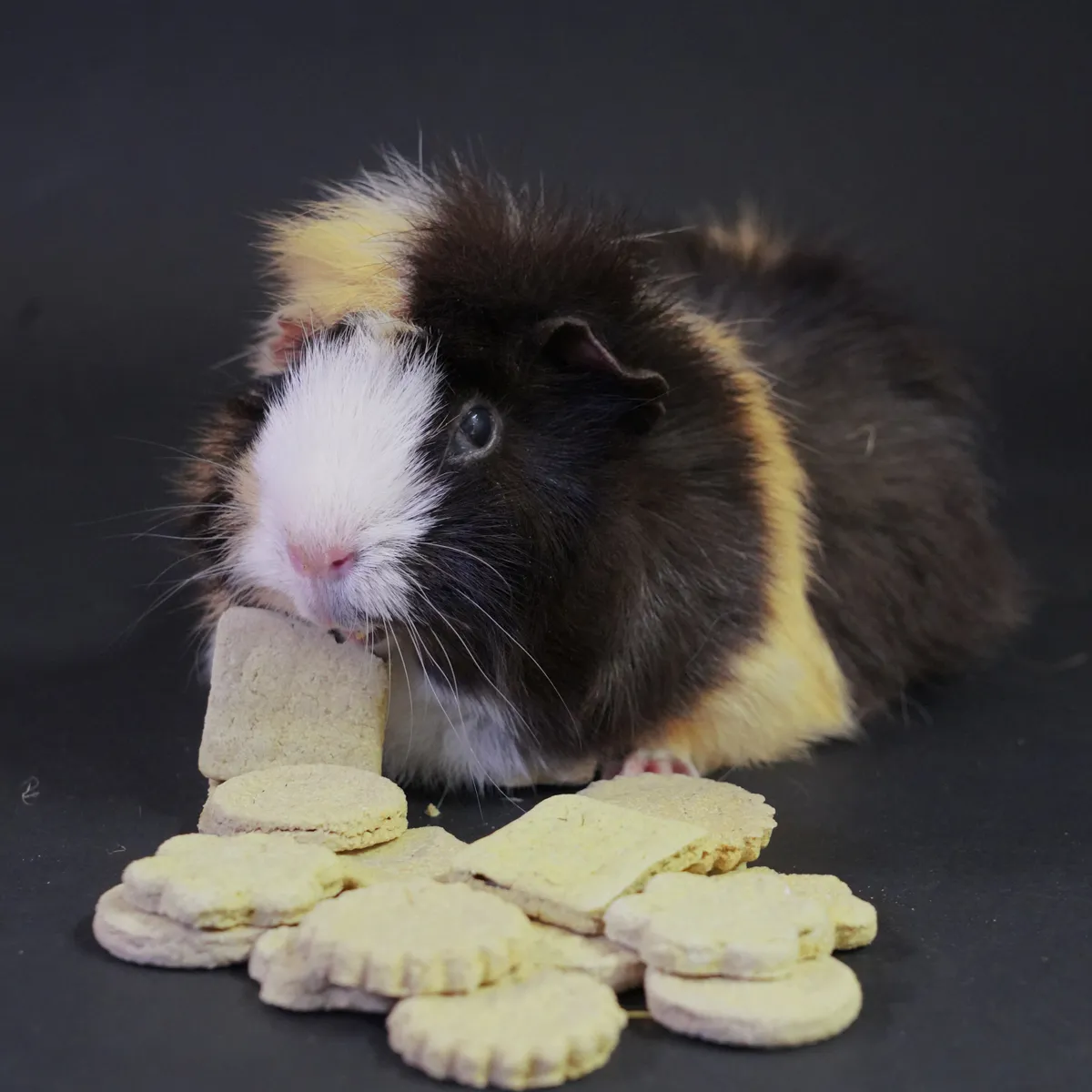Jouw Cavia Cookie Mix Herbs caviakoekjes natuurlijke ingredienten