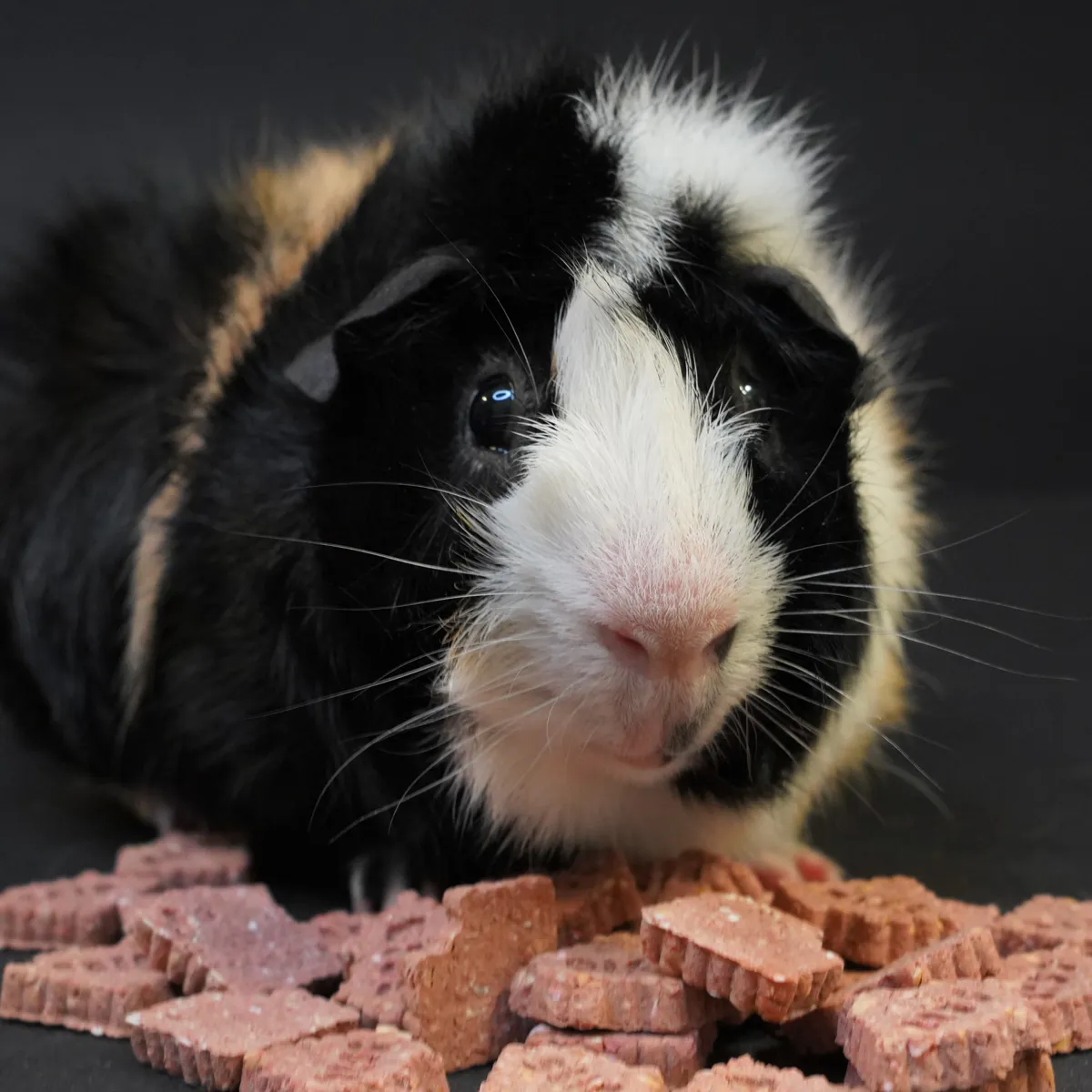 Jouw Cavia Crunchy Cracker snack wortel suikervrij