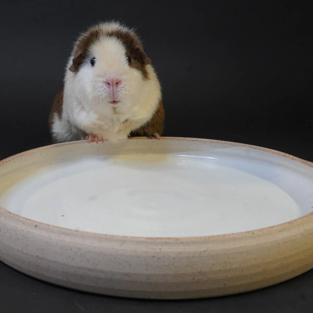 Jouw Cavia Luna kruidenschaal M wit spikkelklei