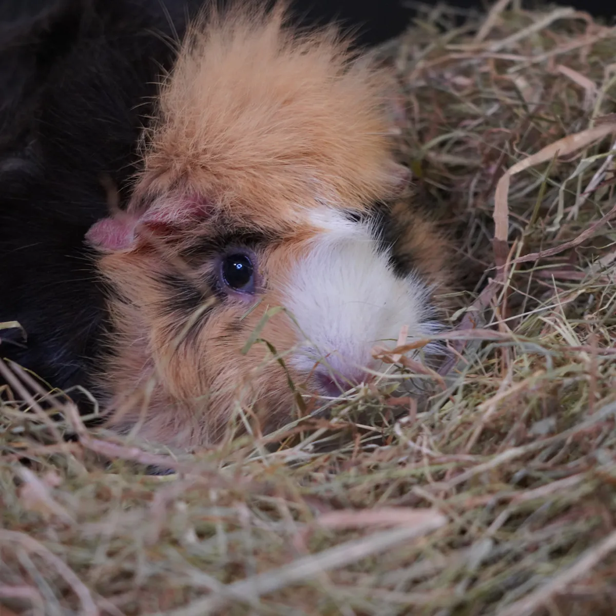 Jouw Cavia KonaCorn kruidenhooi kamille echinacea