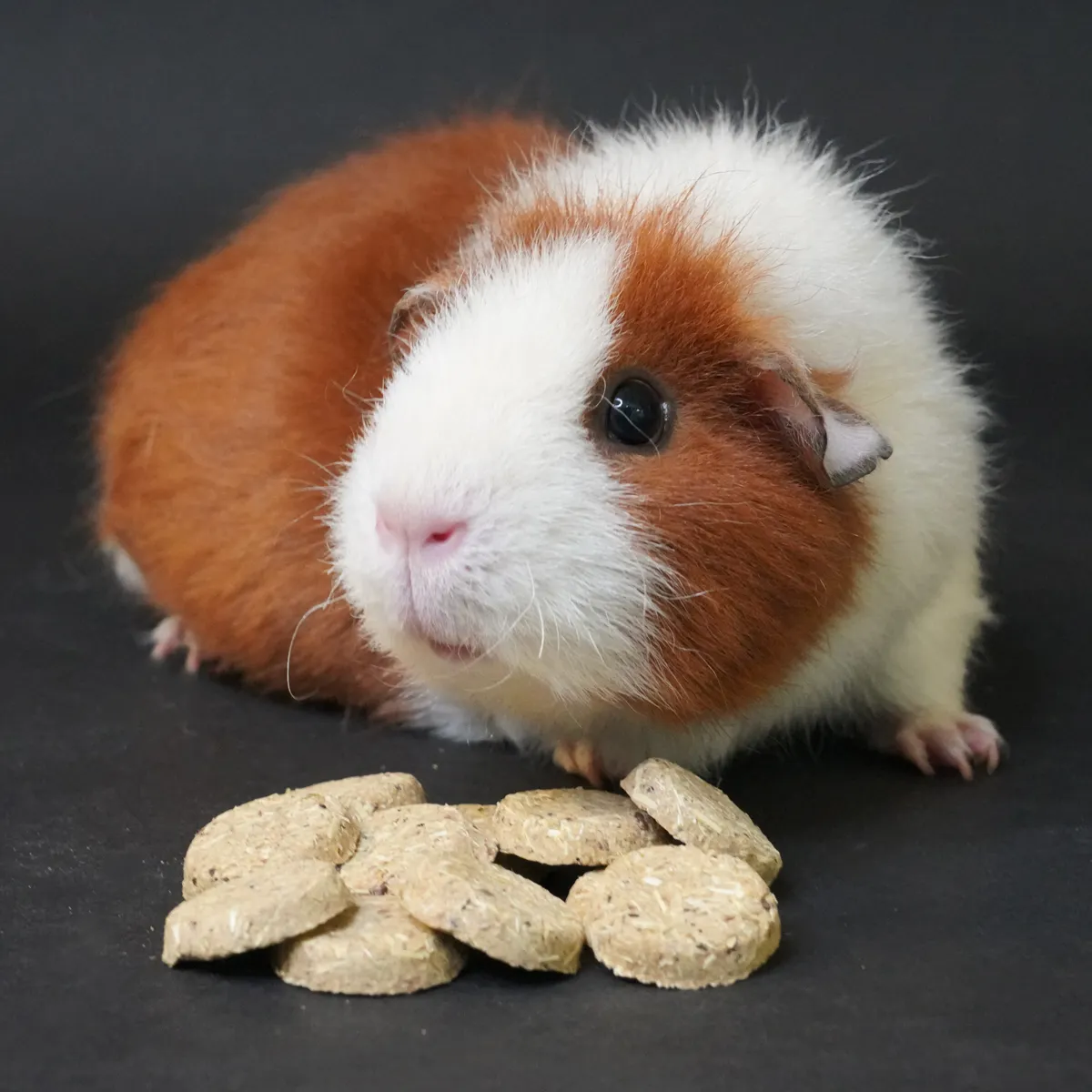 Jouw Cavia Care Treats Vitamine C caviasnack lijnzaad