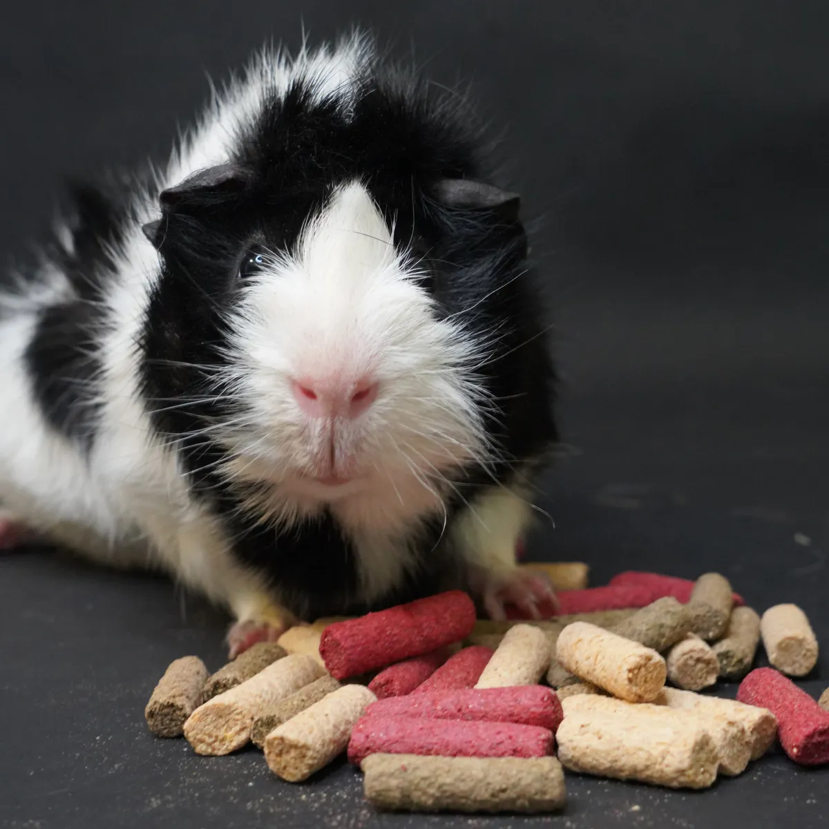 Jouw Cavia Perfect puffs caviasnack beloning