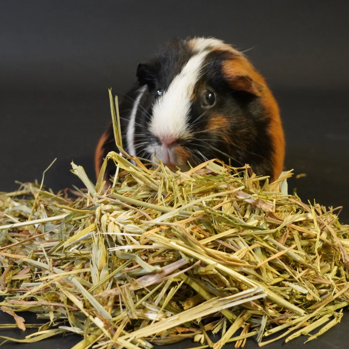 Jouw Cavia Tarwe knaagsnack natuurlijk