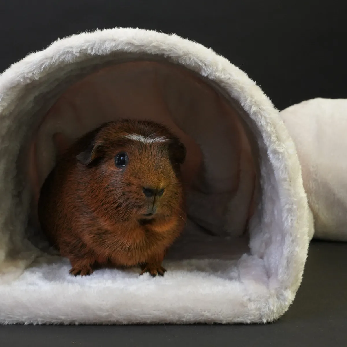 Jouw Cavia Softy Tunnel pluche knuffeltunnel