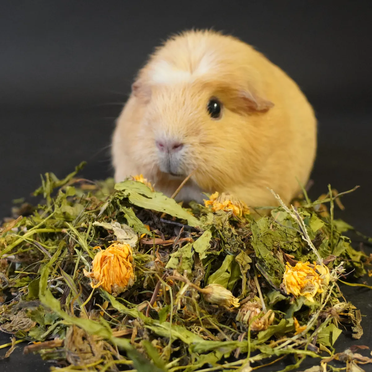 Jouw Cavia Paardenbloem Goudsbloem snack vezelrijk