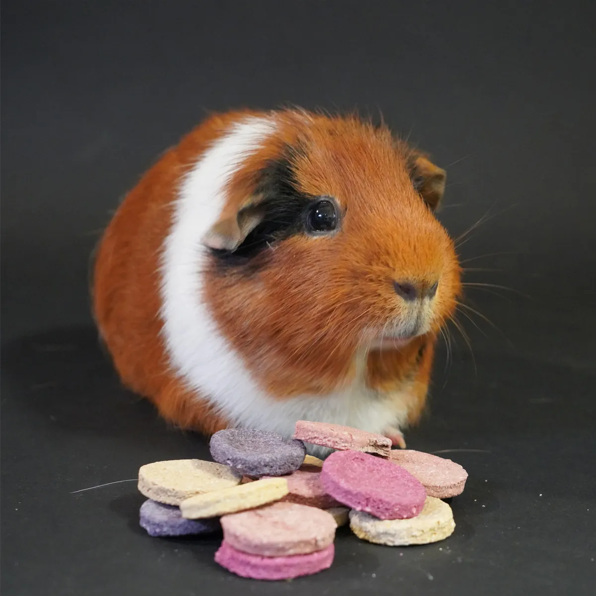 Jouw Cavia Cookie Mix fruits snack koekjes natuurlijk