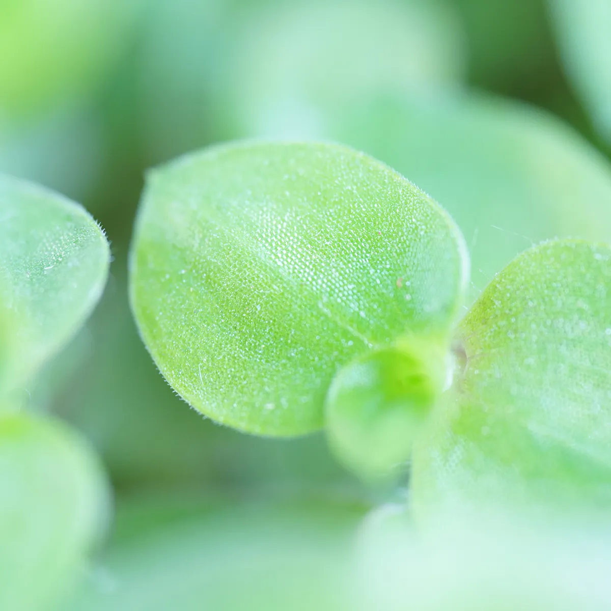 Jouw Konijn Originals Knabbelplant knaagspeelgoed konijn