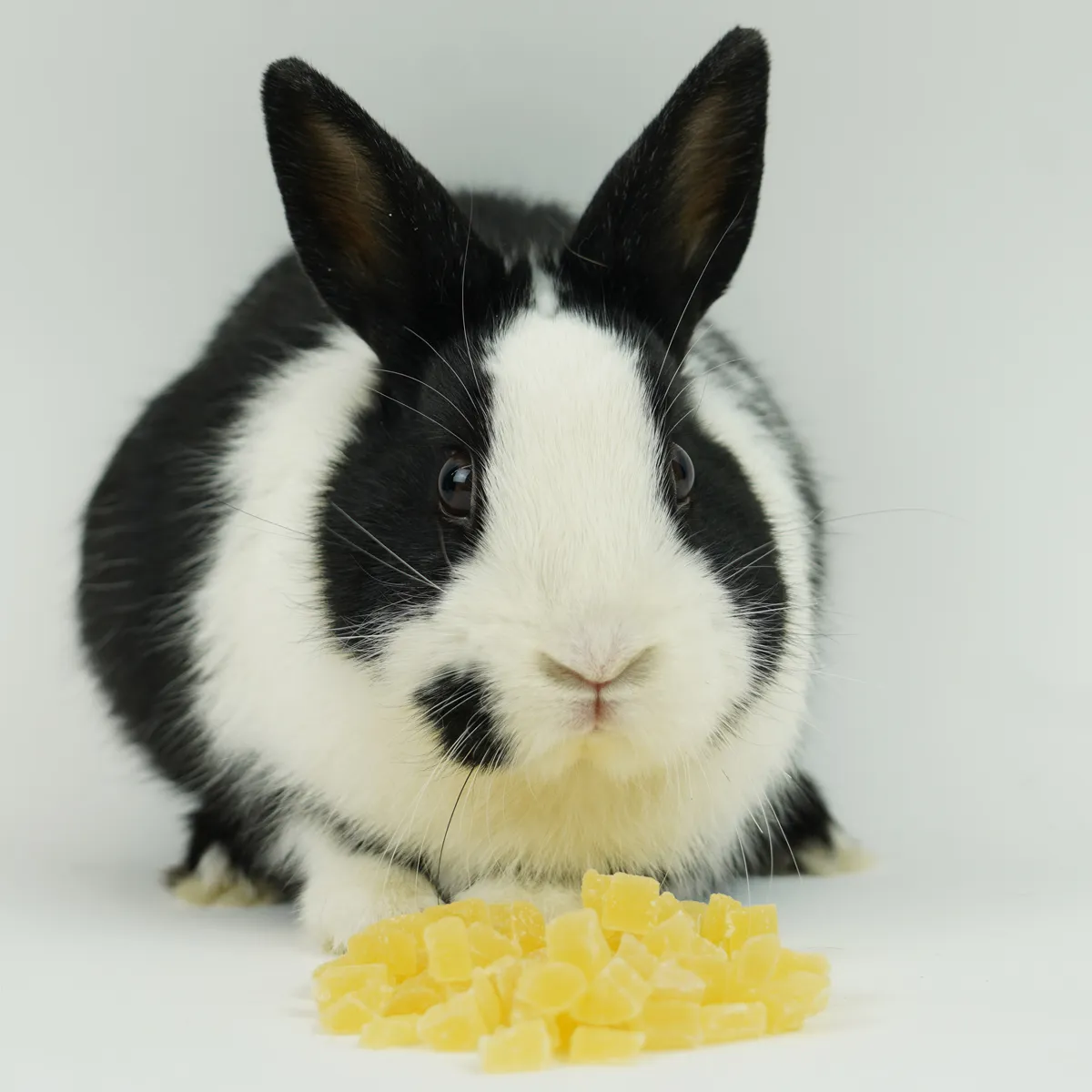 Jouw Konijn Originals Ananas snack vitamine C natuurlijk