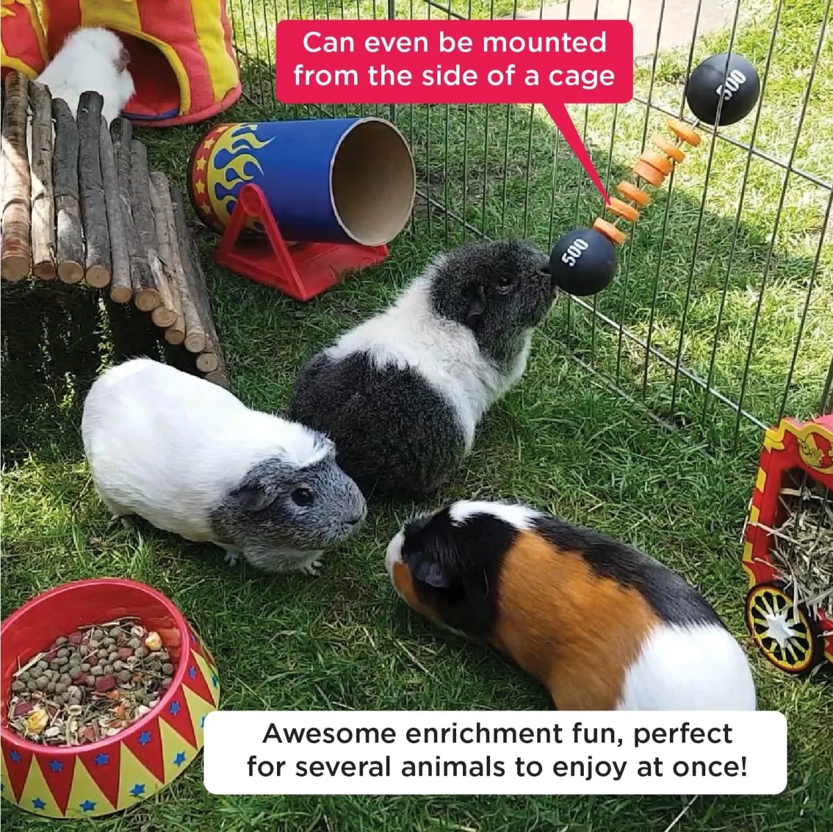HayPigs Piggy Weightlifter groentespies cavia 21,5 cm horizontaal