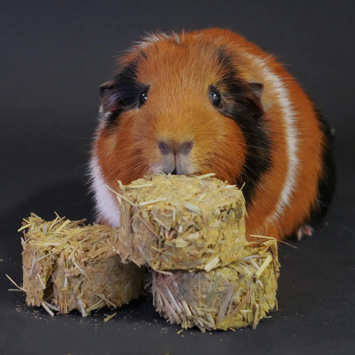 Jouw Cavia Hay rondo's wortel hooikoekjes