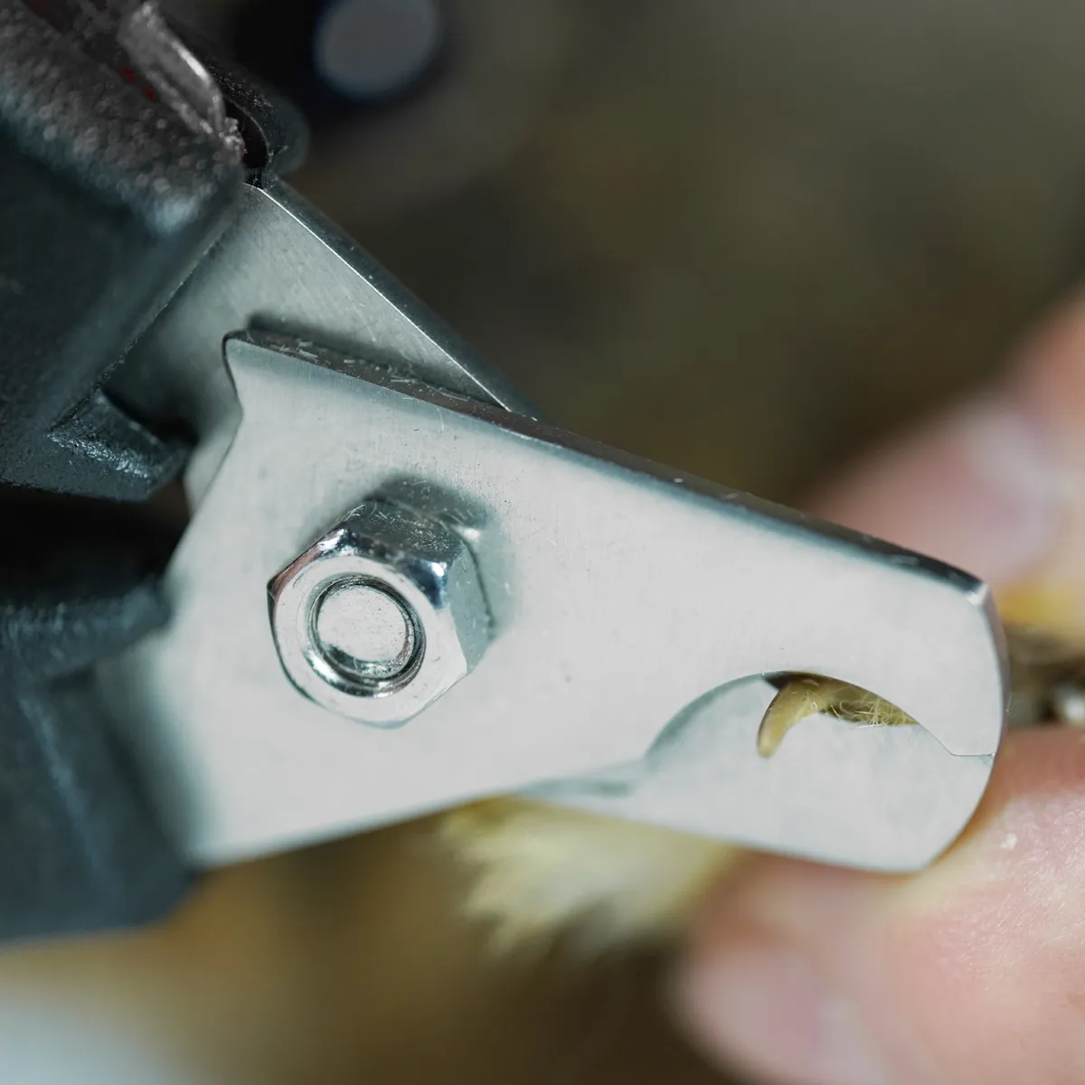 Jouw Konijn Nail Care nagelschaar konijn schuin blad