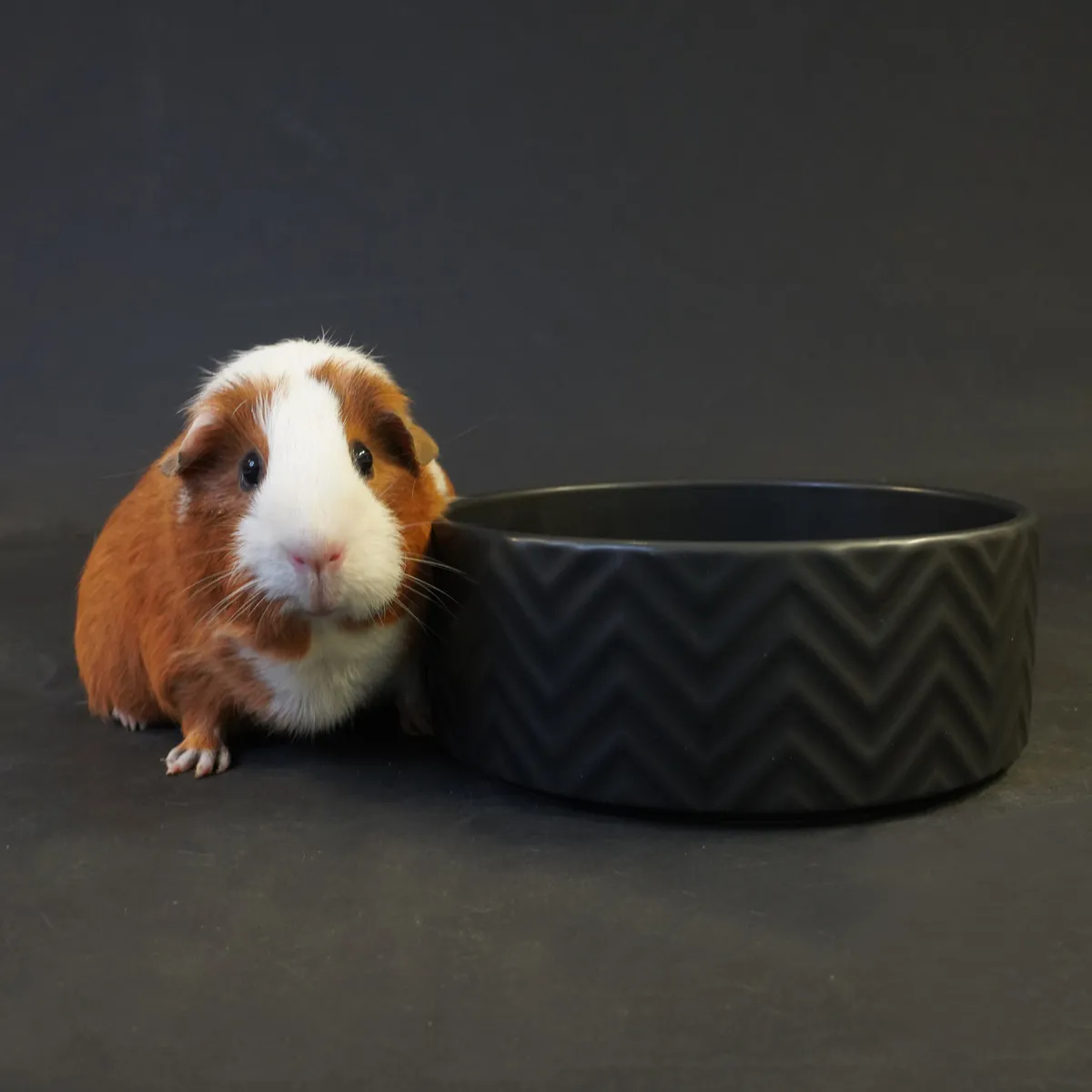 Jouw Cavia Black Mozaiek voerbak L zwart keramiek