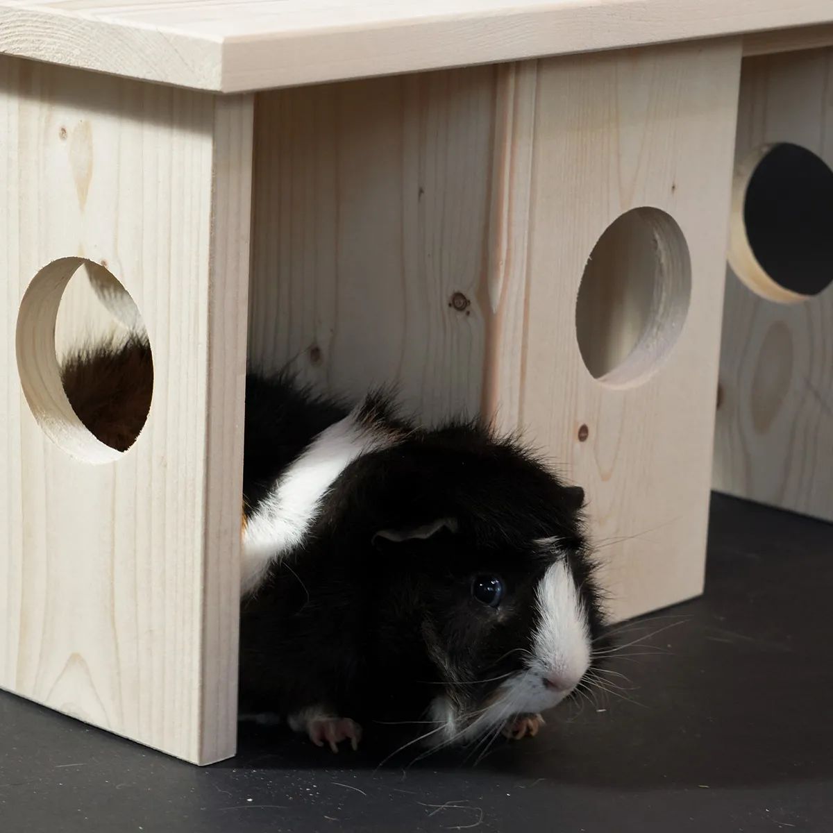 Jouw Cavia Ymir schuilplek S houten vuren voor cavia