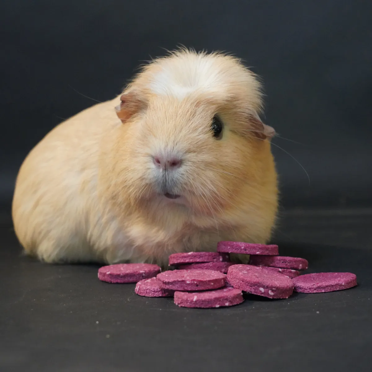 Jouw Cavia Raspberry Rush cookies snack framboos cavia