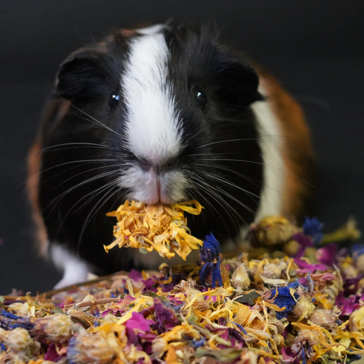 Jouw Cavia kruidenmix rode zonnehoed korenbloem snack