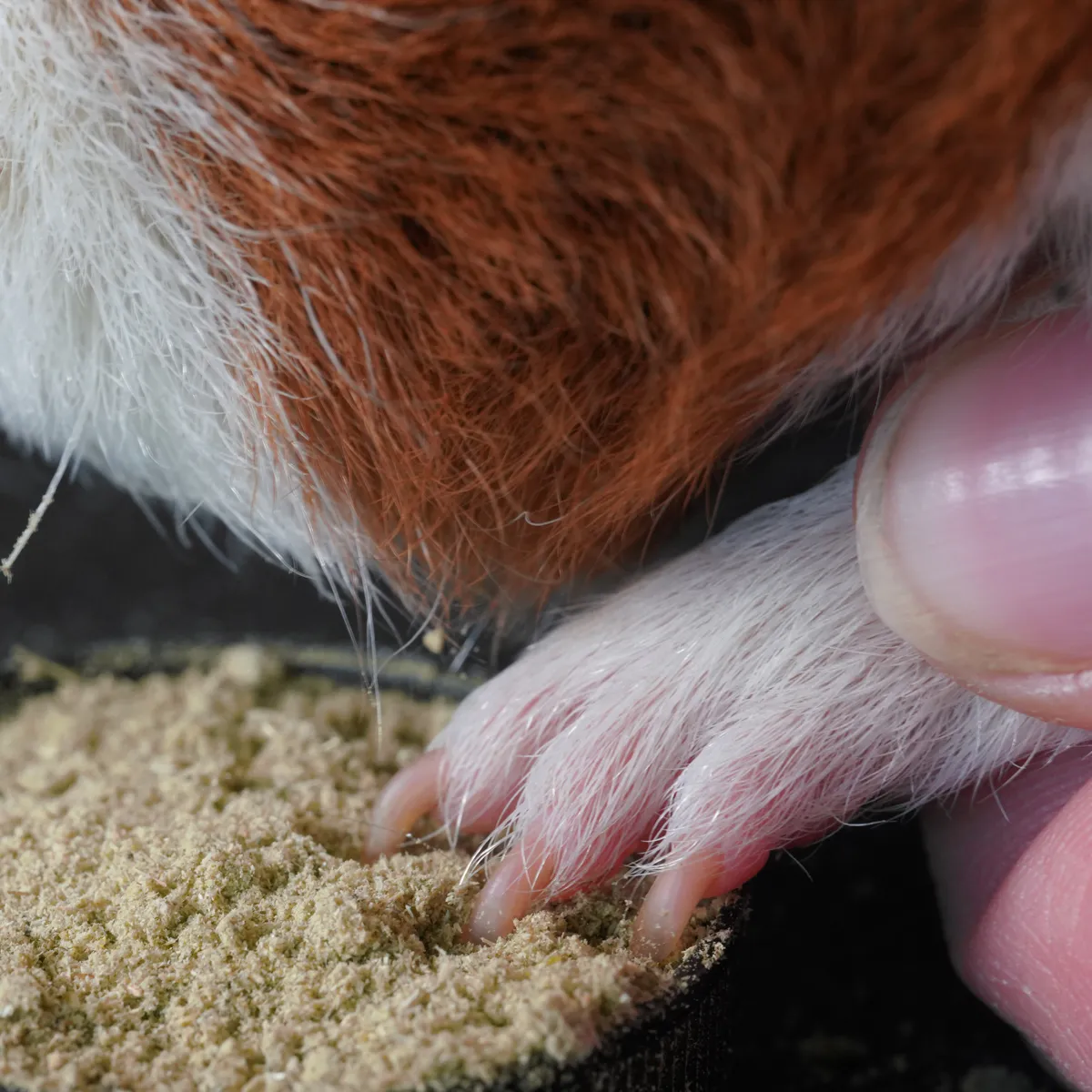 Jouw Cavia Clip Stop bloedstelpend poeder nagels