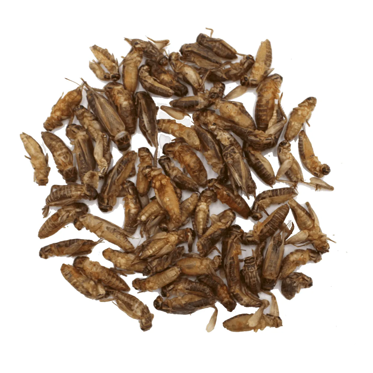 Bounty Paradise HM Heimchen krekels 20 gr eiwitrijk