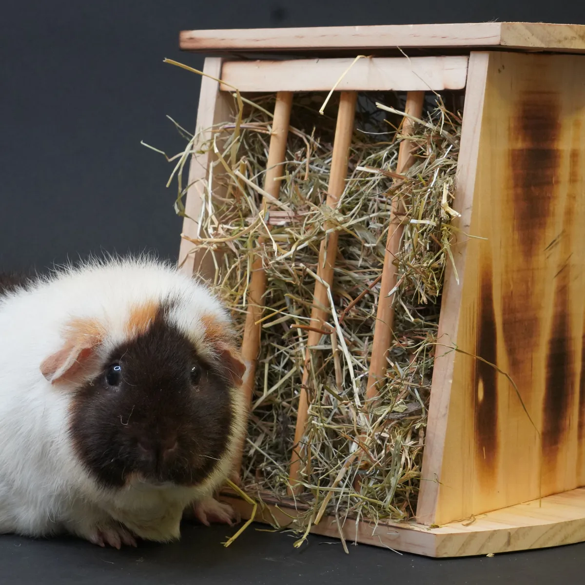 Jouw Cavia Hay Stand Square hooiruif hout harsvrij