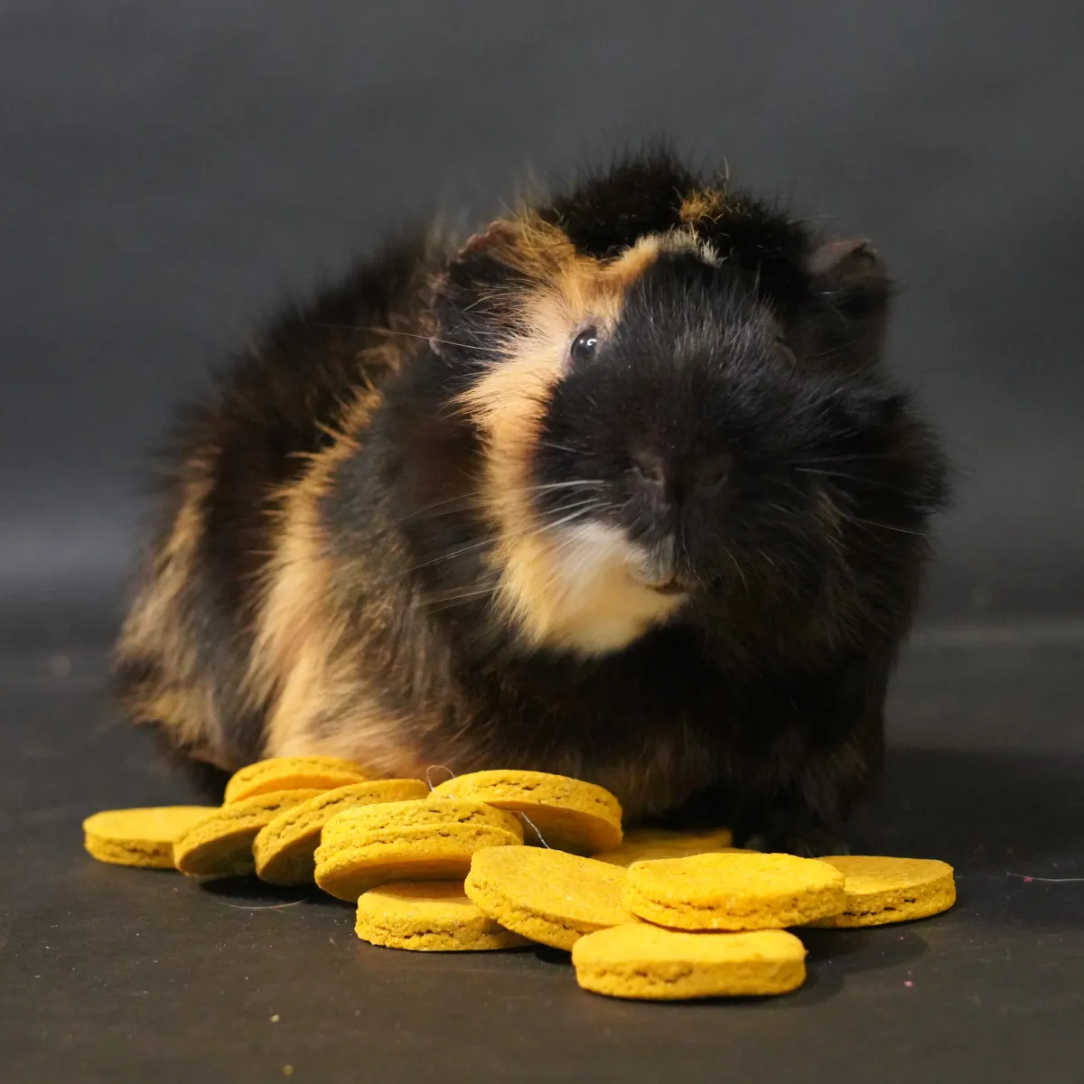 Jouw Cavia Crispy Carrot Cookies cavia koekjes wortel