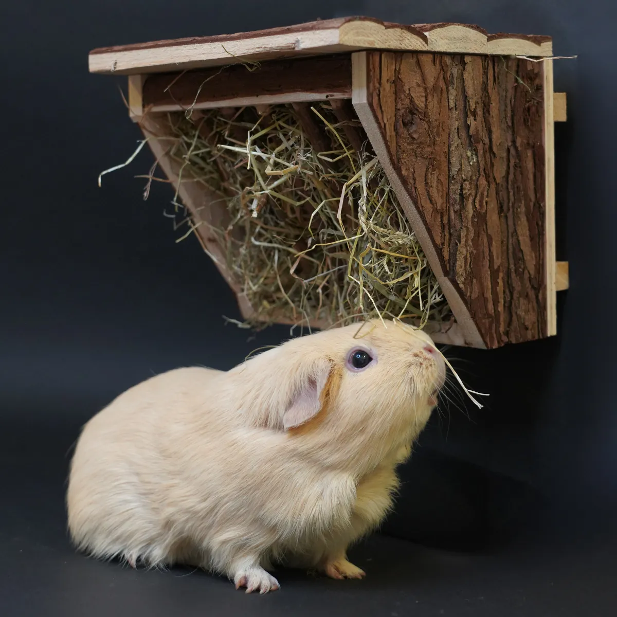 Jouw Cavia Hay Hanging Around hooiruif hout