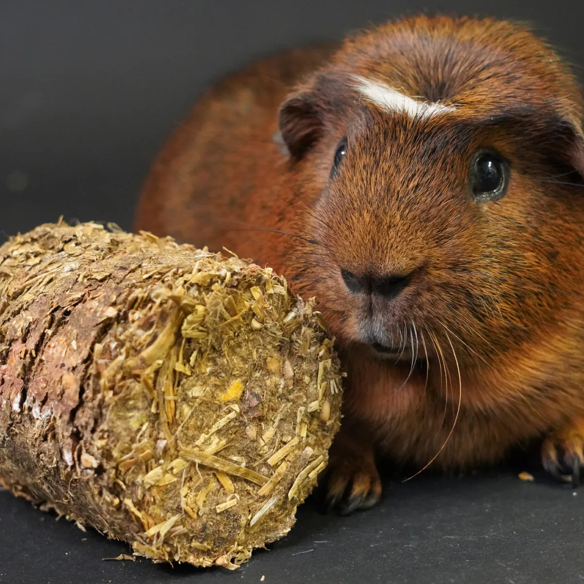 Jouw Cavia Muesli Loafs snack vezelrijk cavia