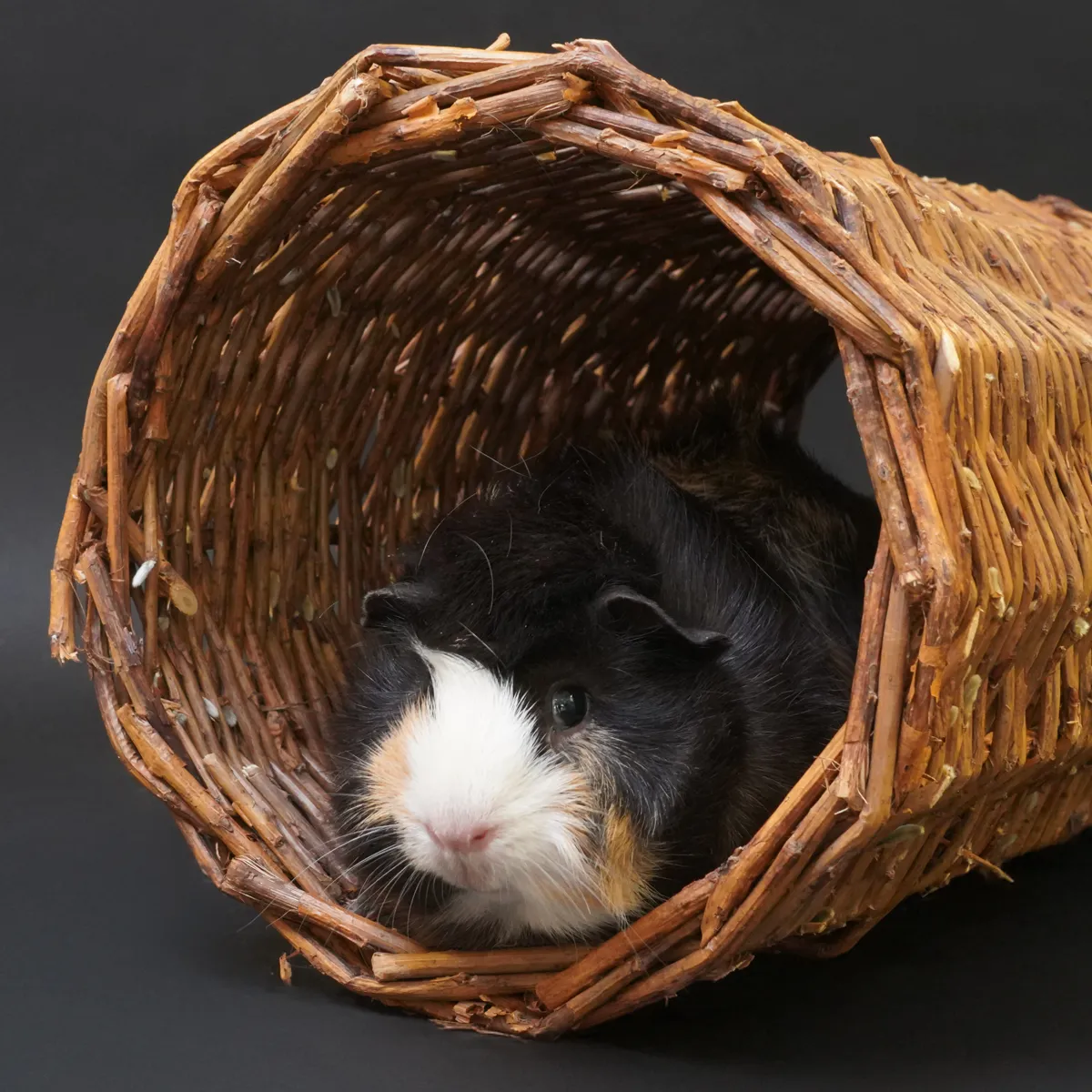 Jouw Cavia Wilgentunnel L wilgenspeeltunnel