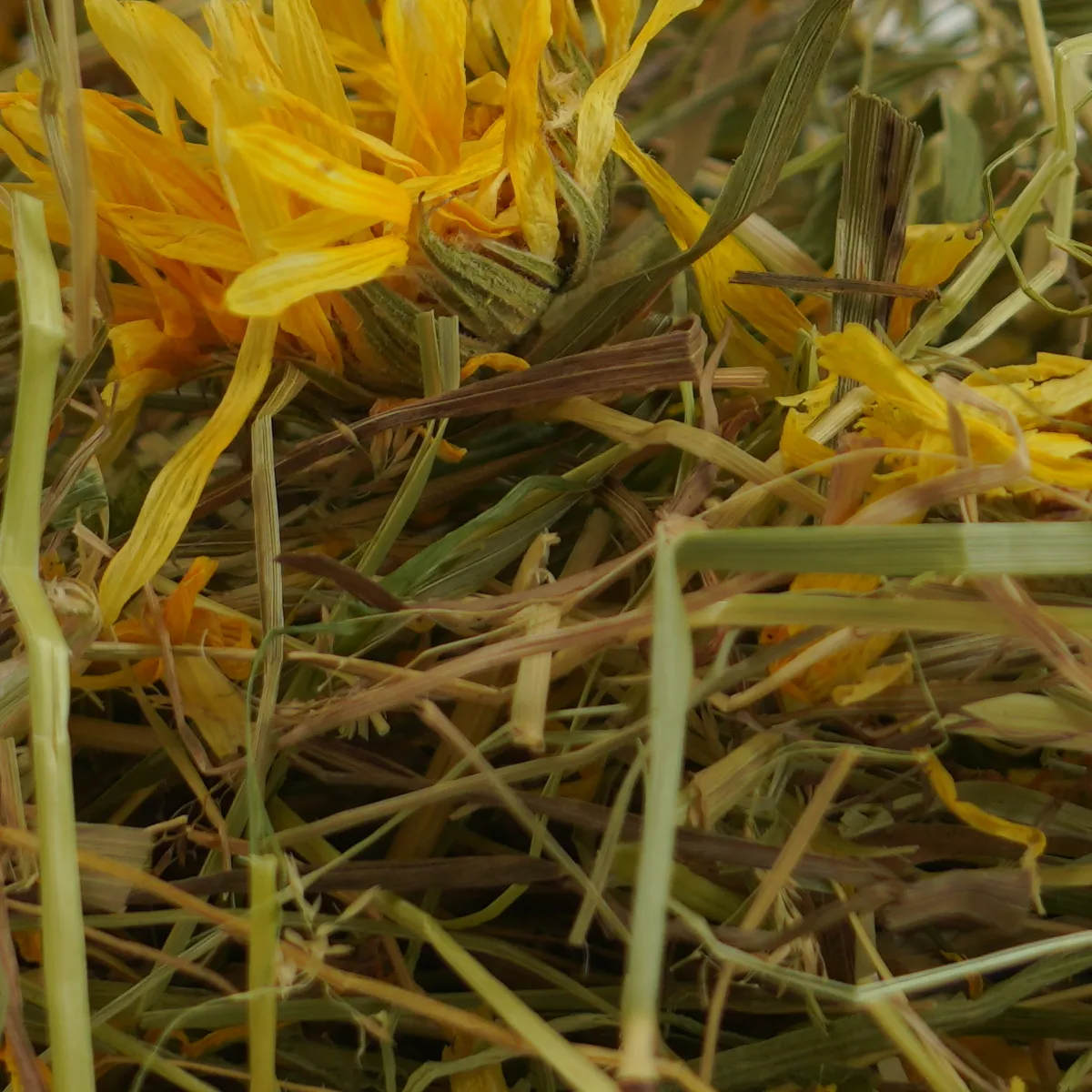 Jouw Konijn Originals KonaCorn weegbree hooi paardenbloem