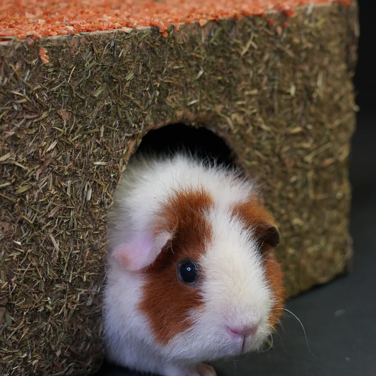 Jouw Cavia Knabbelhuis M kartonnen huisje knaagbaar
