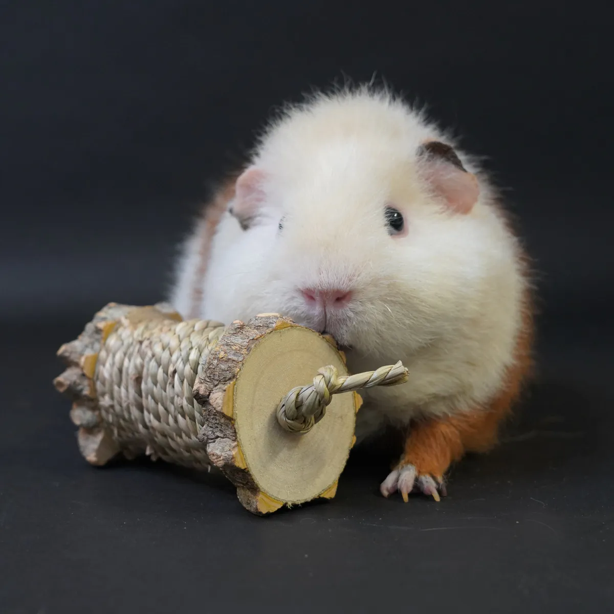 Jouw Cavia Chew & Roll knaagspeelgoed zeegras