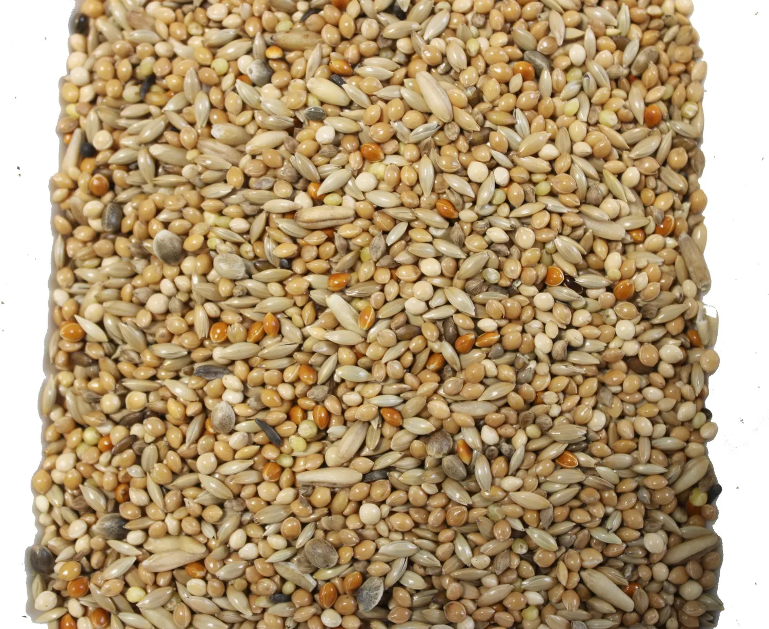 Bounty Paradise BC kanarievoer zonder raapzaad