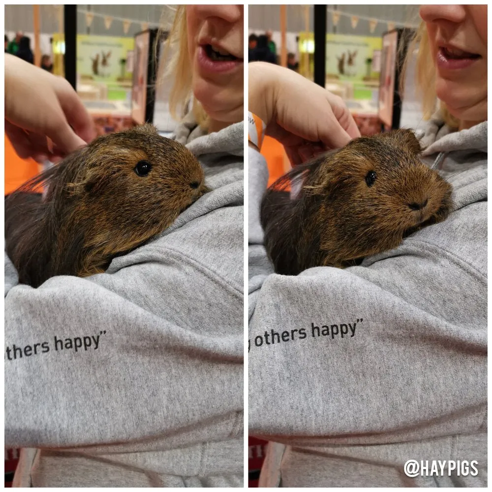 HayPigs Pig. T. Barnum hoodie grijs unisex katoen