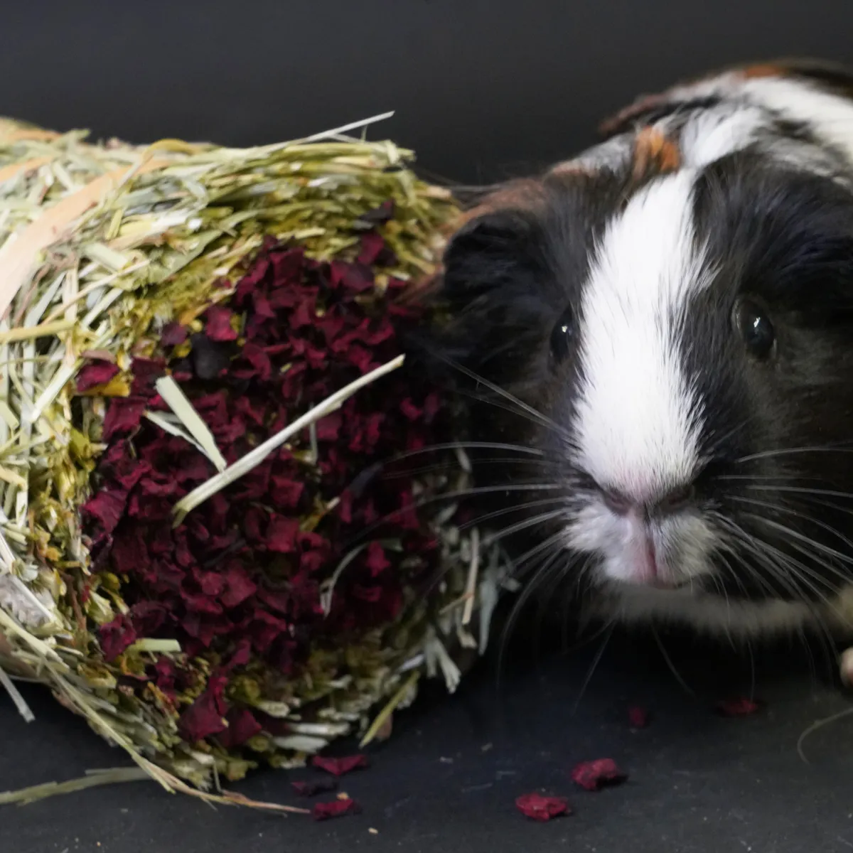 Jouw Cavia Hay Cake Rode Biet hooikoek vezelrijk