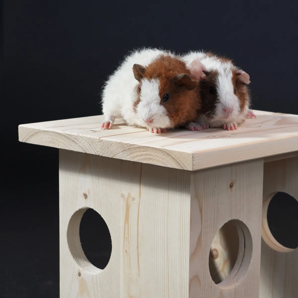 Jouw Cavia Syn schuilplek XS vurenhout combineerbaar