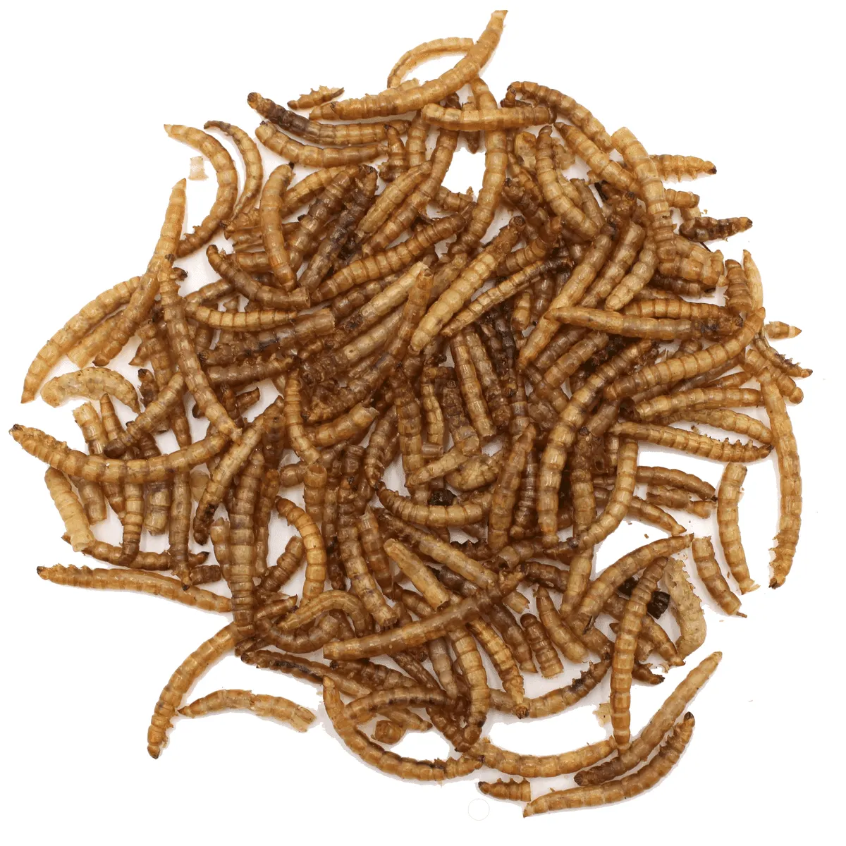Bounty Paradise HM Meelwormen eiwitsnack 30 gram dierlijk