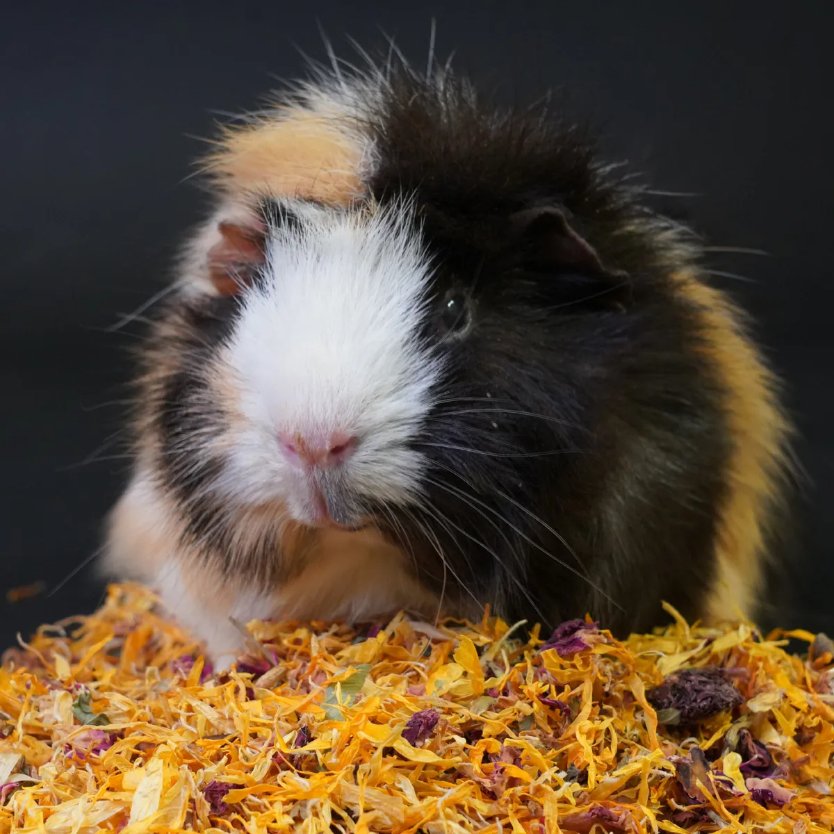 Jouw Cavia Kruidenmix Goudsbloem Rode Klaver kruiden vezelrijk