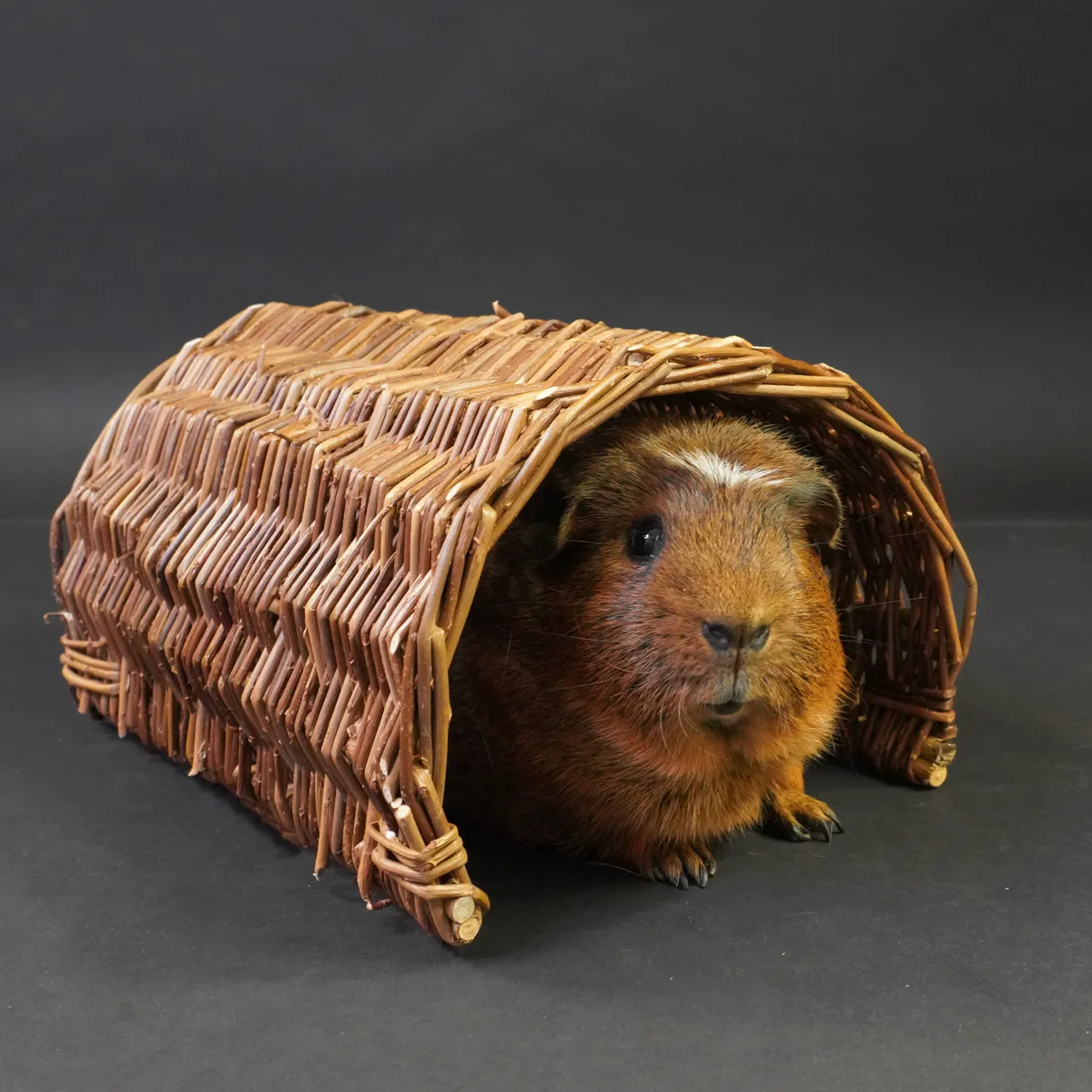 Jouw Cavia Wilgenbrug S wilgenspeeltje knaaghout