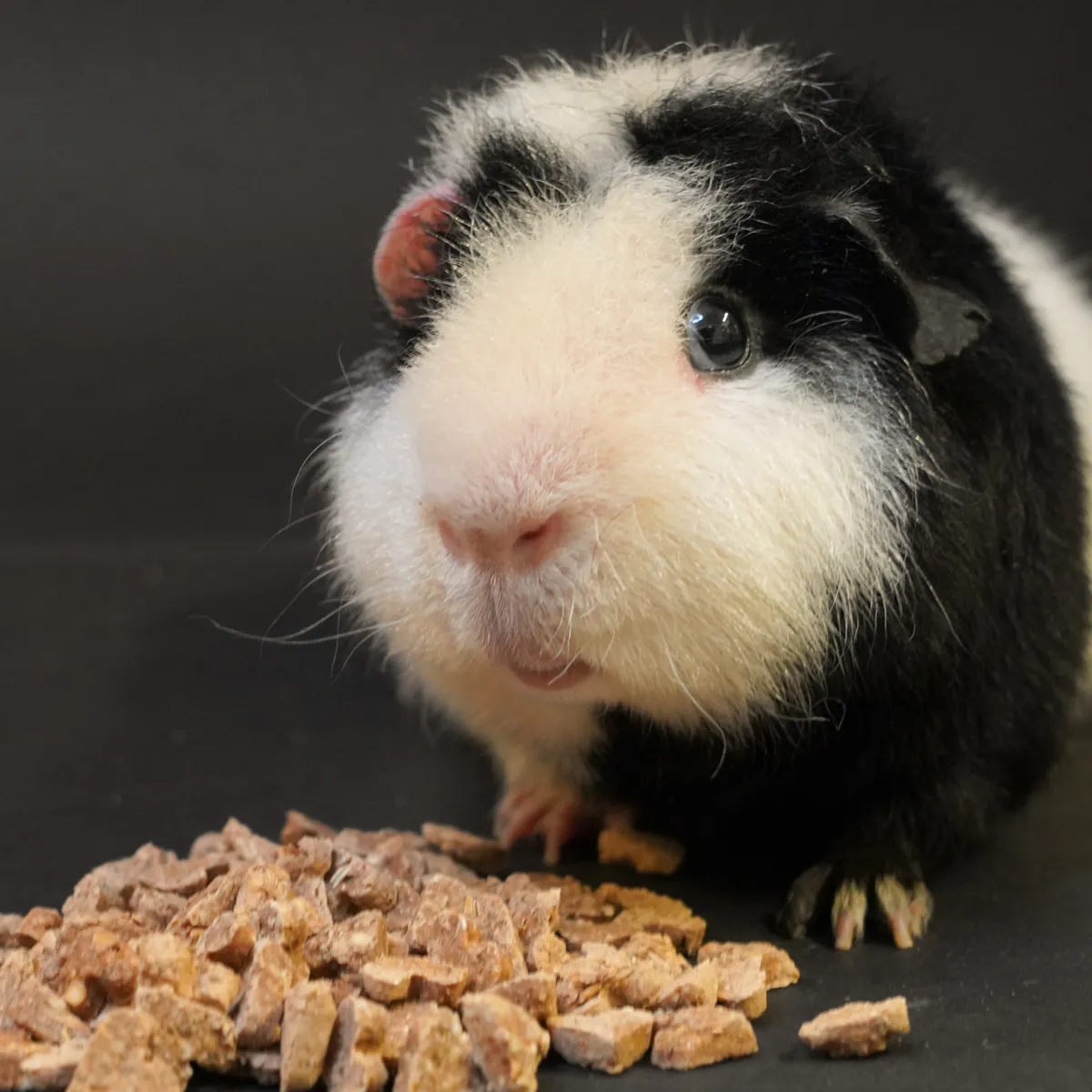 BunnyNature My Little Sweetheart koekjes anijs-venkel training