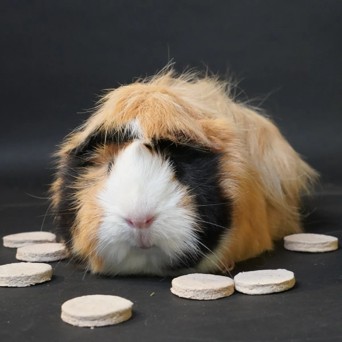 Jouw Cavia Banana heaven cookies snack banaan