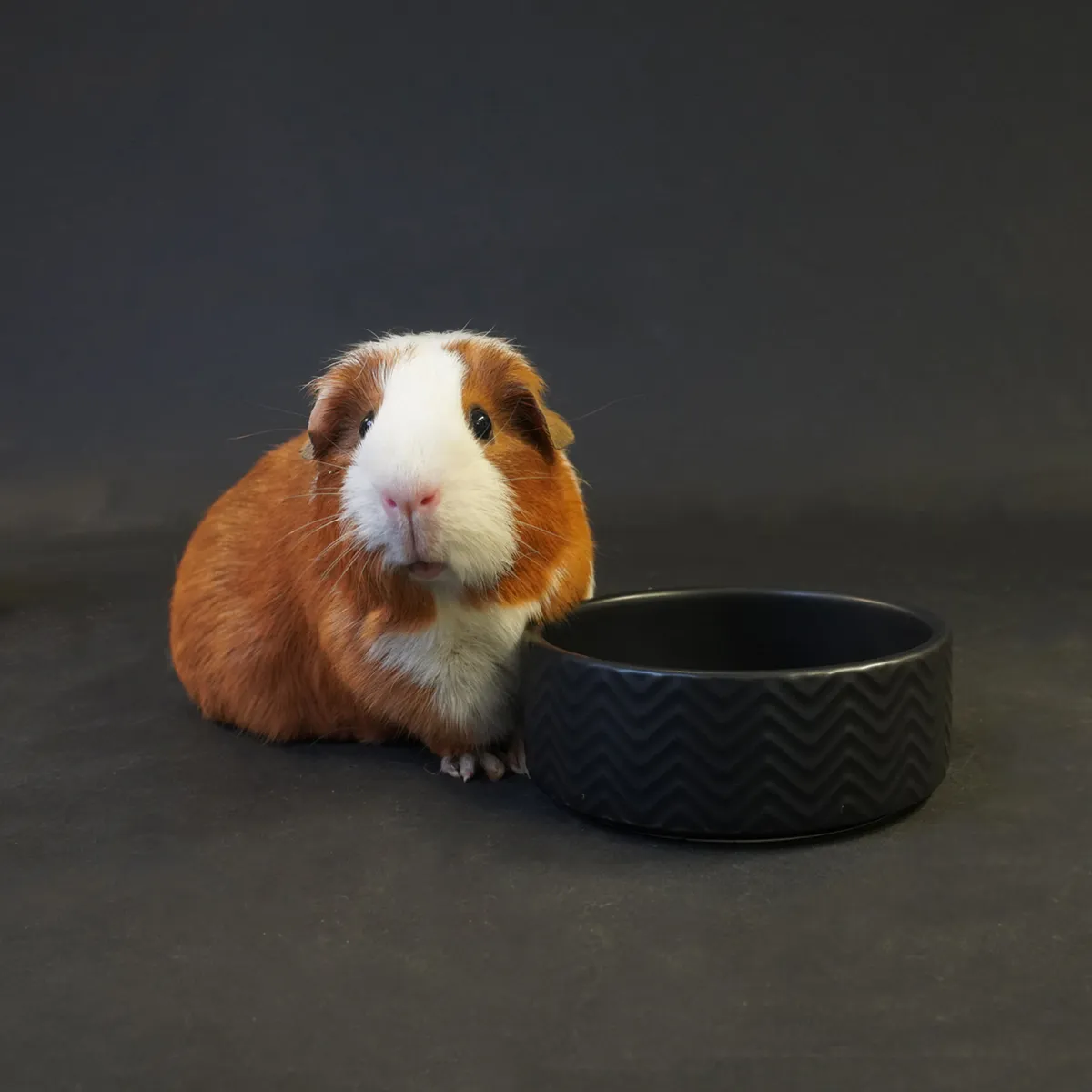 Jouw Cavia Black mozaïek bowl S keramiek voerbakje zwart