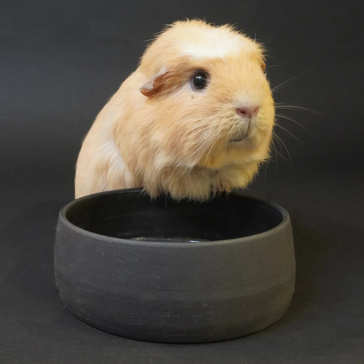 Jouw Cavia Pablo S eet- en drinkbak klei stevig