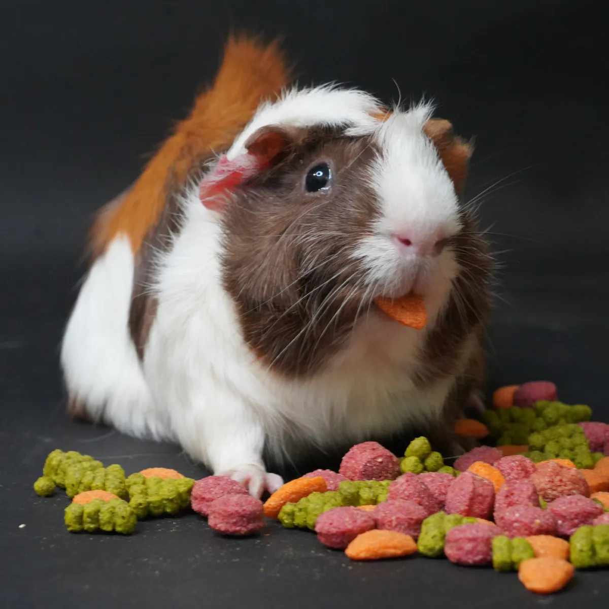 Jouw Cavia Veggie Lovers snackmix cavia snack natuurlijk