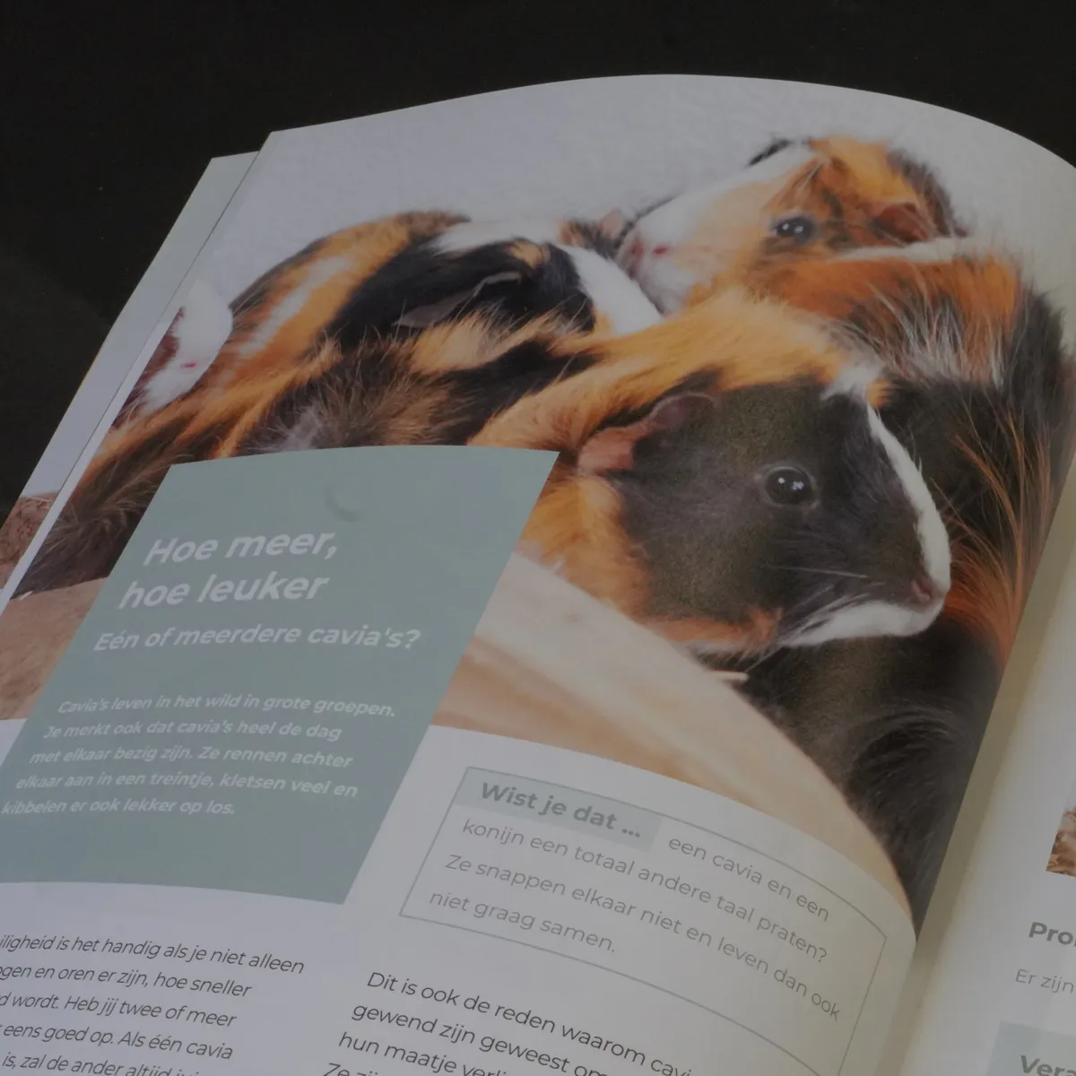 Jouw Cavia boek verzorging huisvesting en voeding
