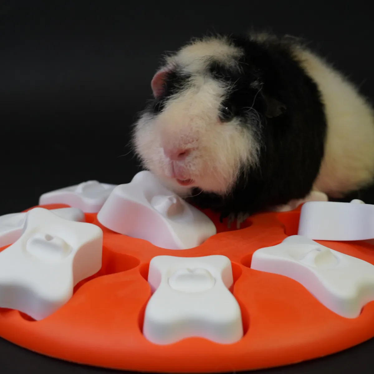 Jouw Cavia Pick & Find spel voerspel cavia verrijking