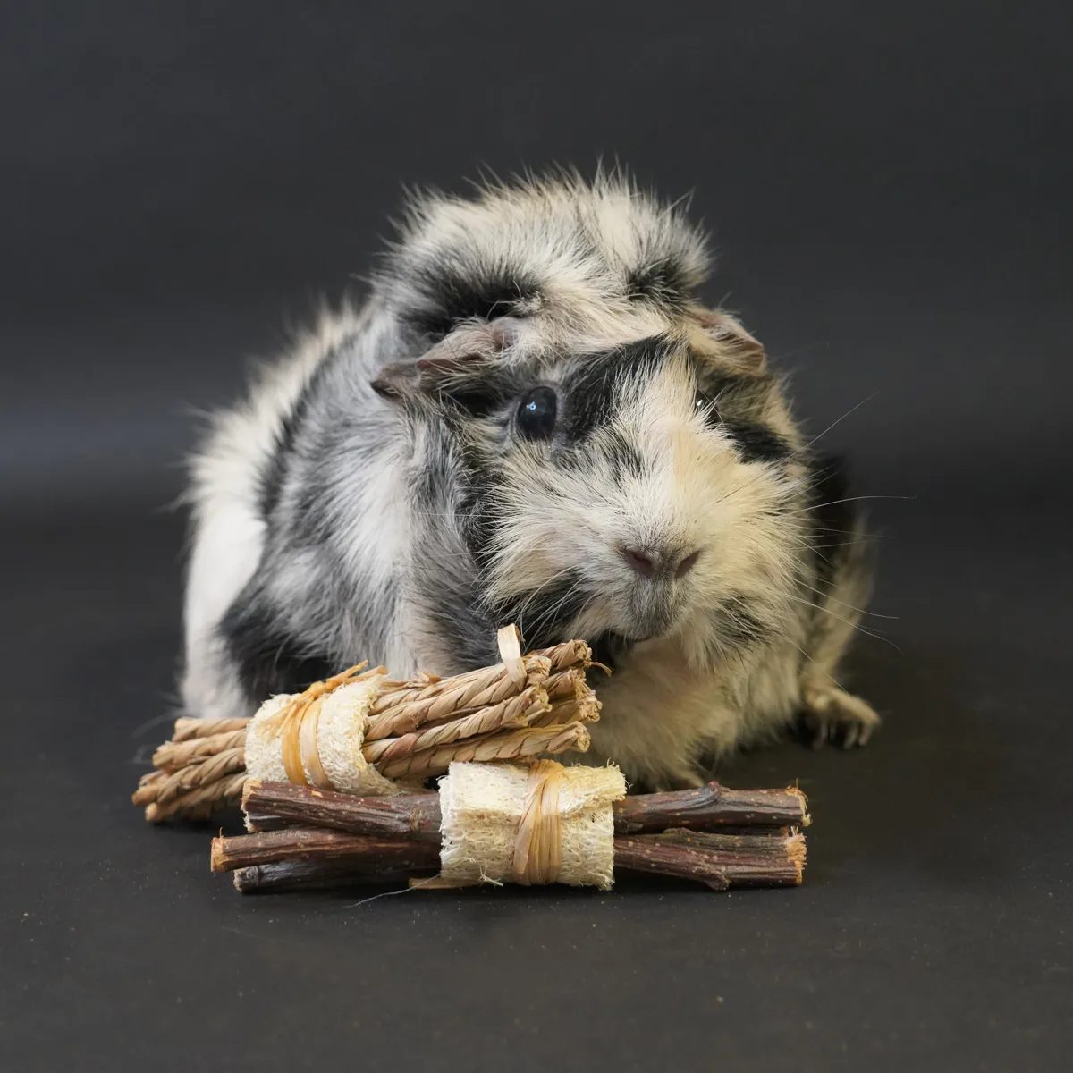 Jouw Cavia Chew Sticks Knaagsticks Natuurlijk