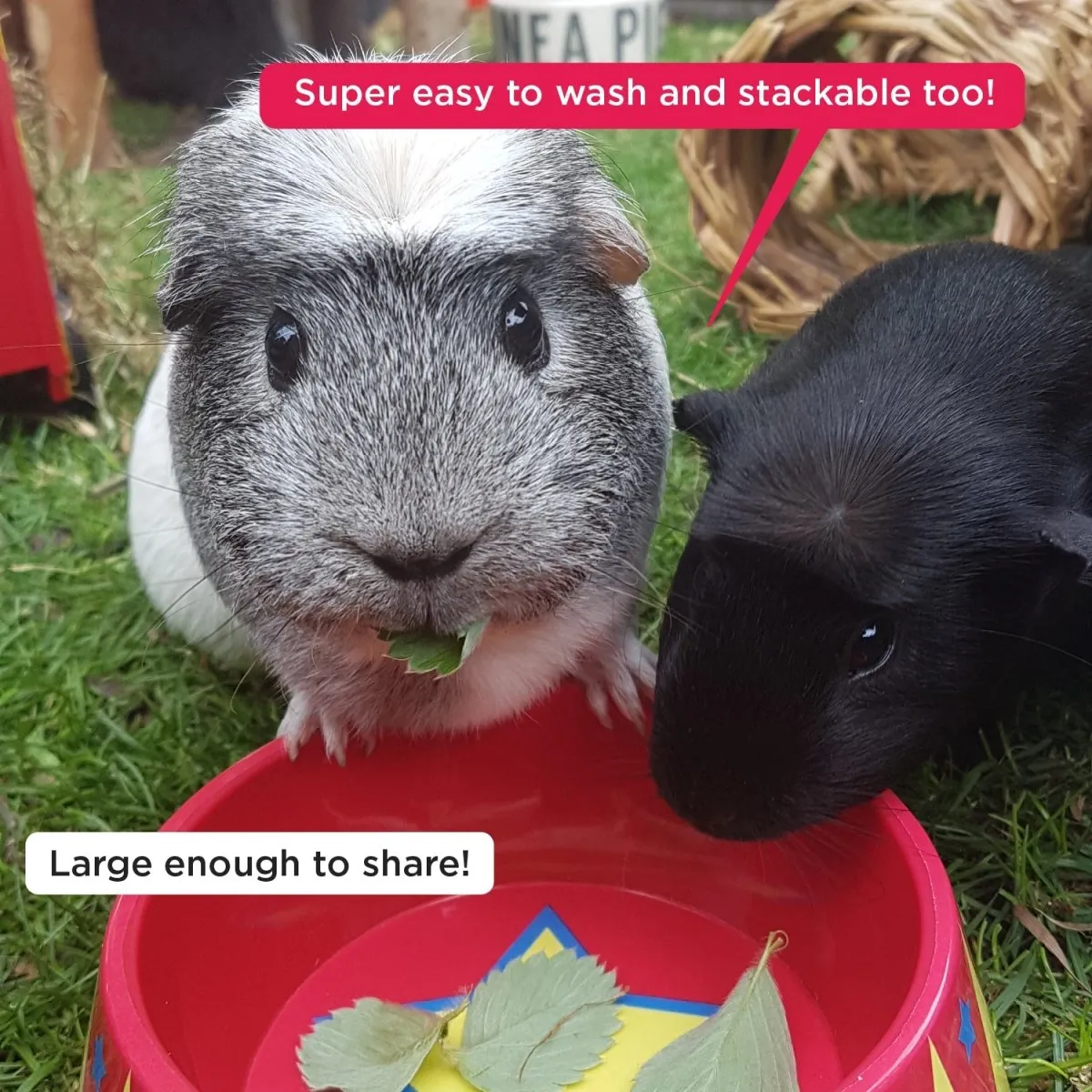 HayPigs Food Craving Tamer voerbak cavia 2 cups circus