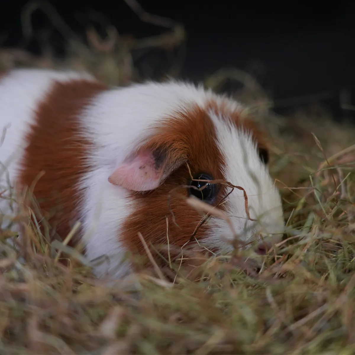 KonaCorn kruidenhooi weegbree paardenbloem
