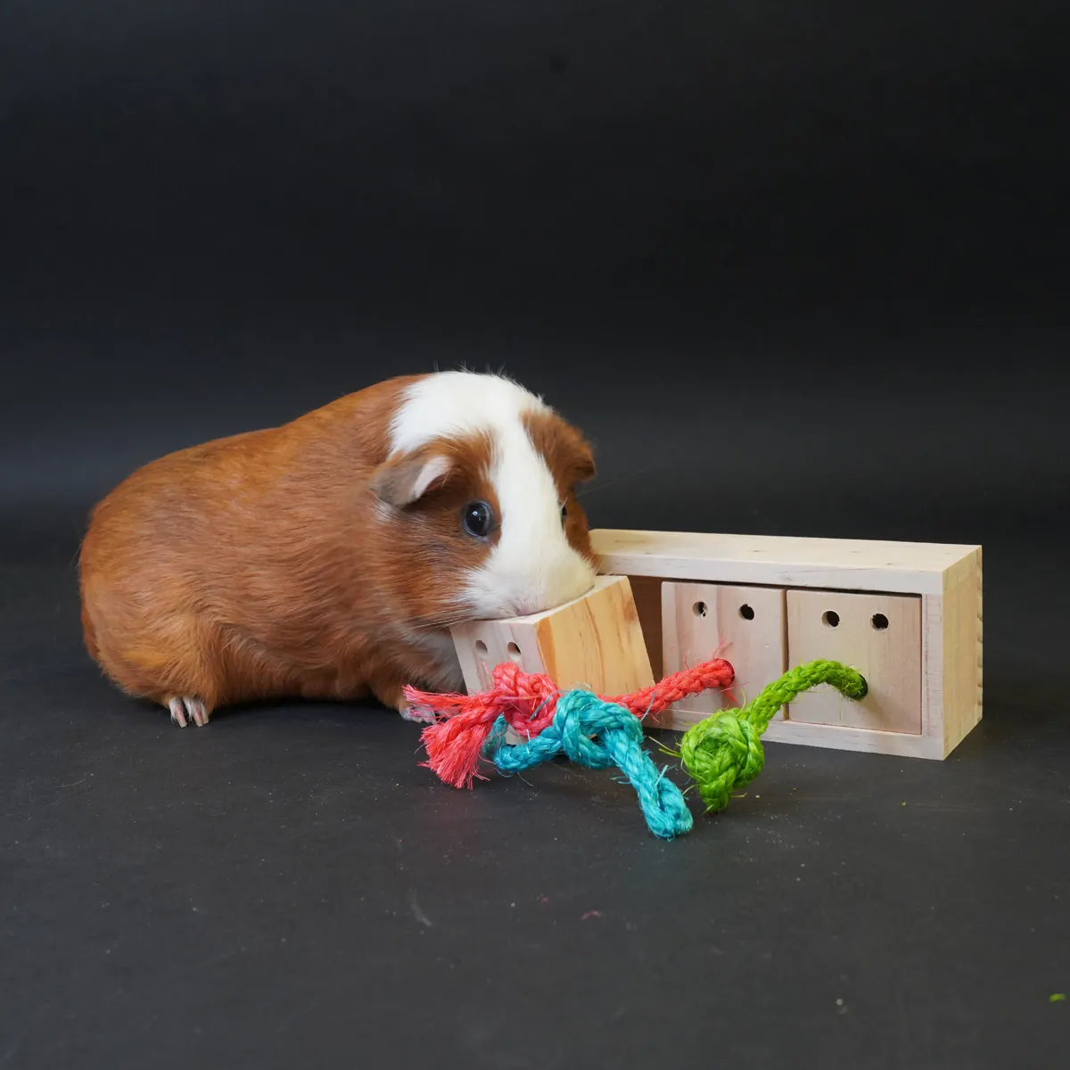 Jouw Cavia Pull & Find Wood denkspel hout puzzel