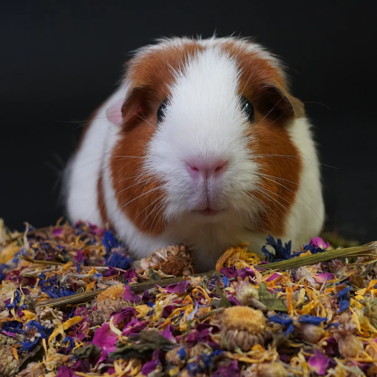 Jouw Cavia Kruidenmix goudsbloem rozenbloem bloemensnack