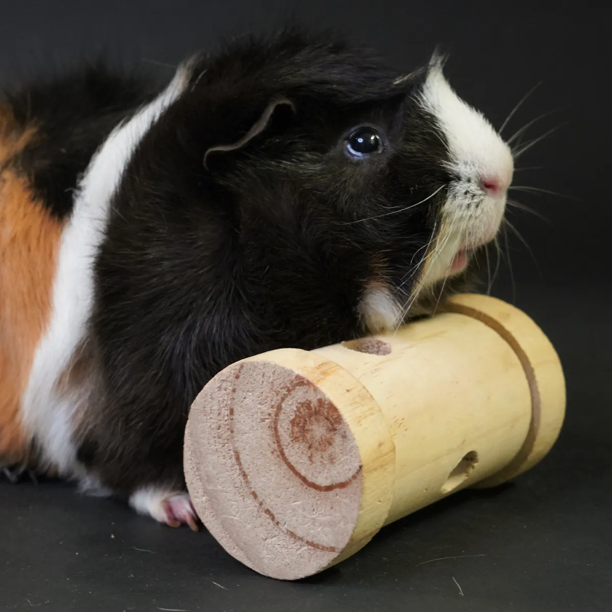 Jouw Cavia Throw & Find Wood snackbal hout
